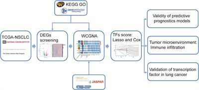 Identifying key transcription factors and immune infiltration in non-small-cell lung cancer using weighted correlation network and Cox regression analyses